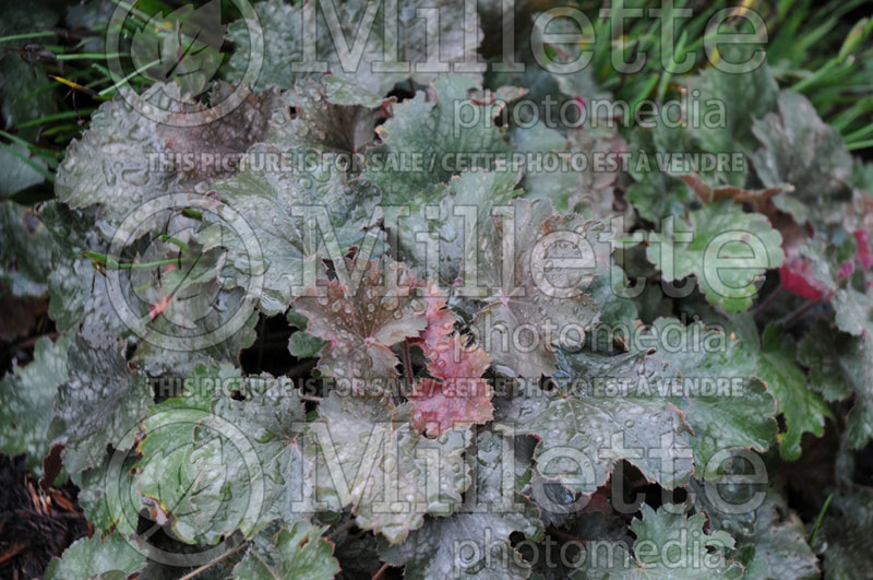 Heuchera Vesuvius (Coral Bells) 1 