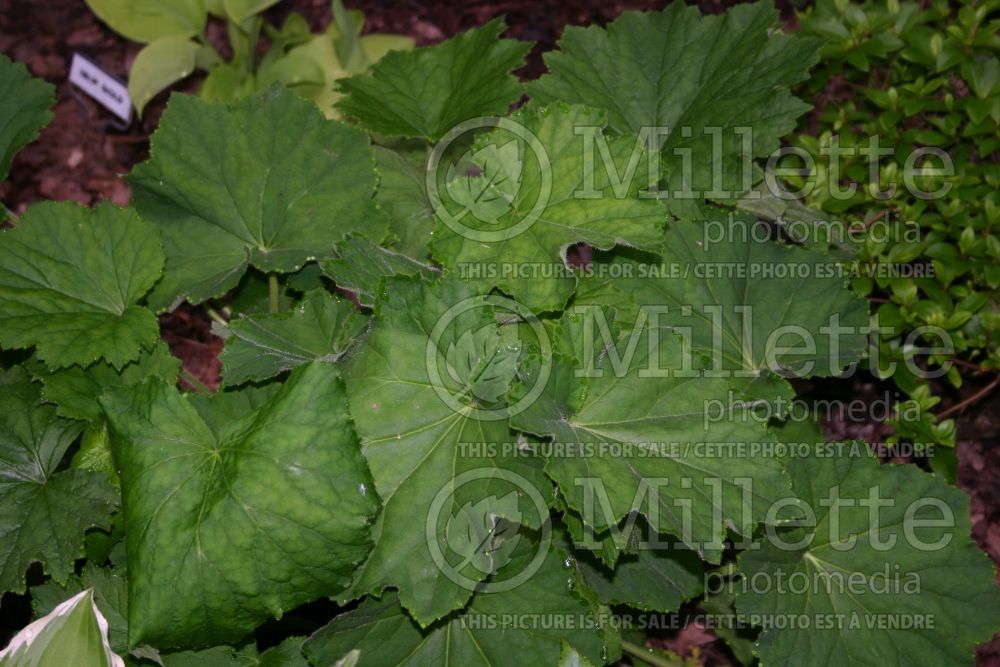 Heuchera Autumn Bride (Coral Bells) 1 