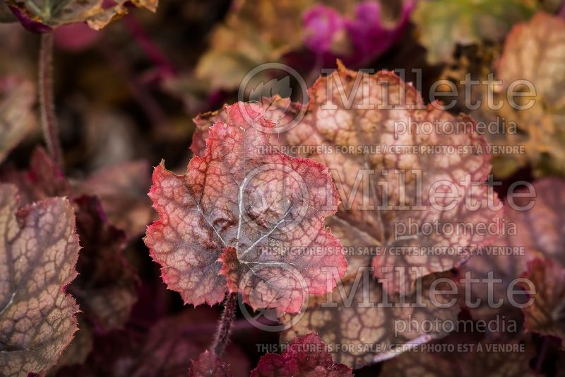 Heuchera Beaujolais (Coral Bells) 5 