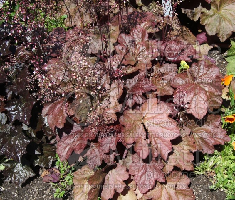 Heuchera Beaujolais (Coral Bells) 4 