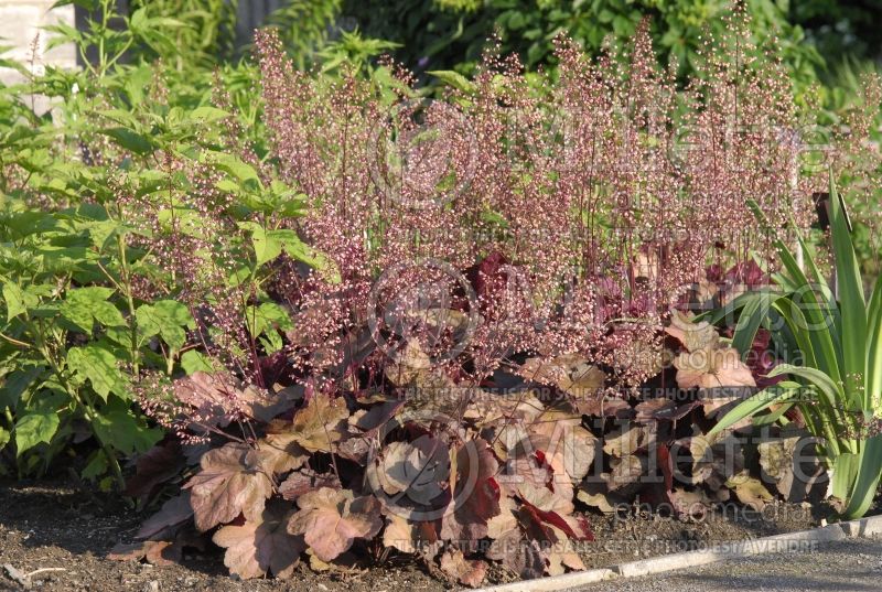 Heuchera Beaujolais (Coral Bells) 3 