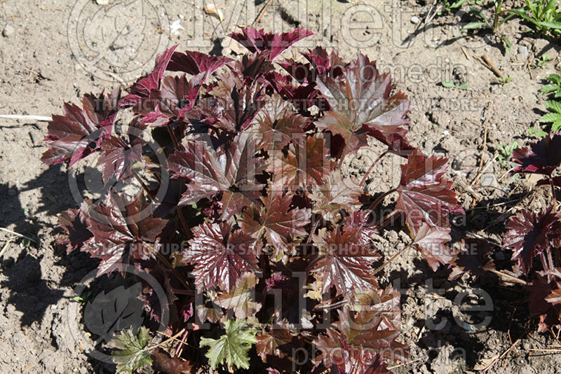 Heuchera Bronze Wave (Coral Bells) 1