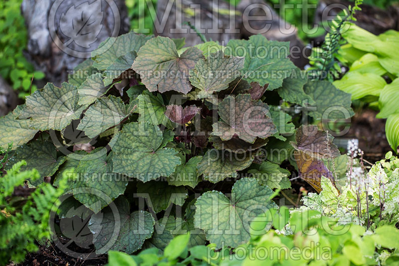 Heuchera Brownies (Coral Bells) 3