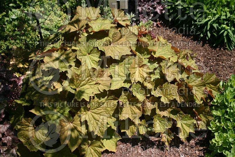 Heuchera Brownies (Coral Bells) 1