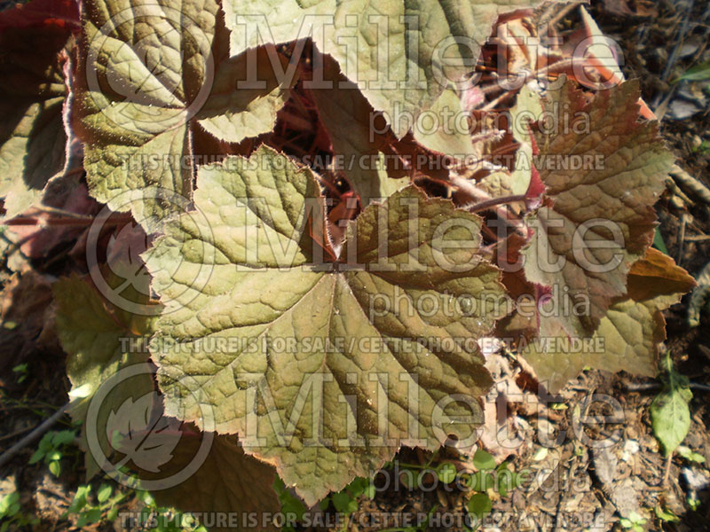 Heuchera Brownies (Coral Bells) 2 