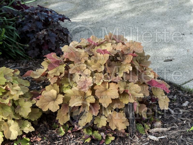 Heuchera Caramel (Coral Bells) 4 