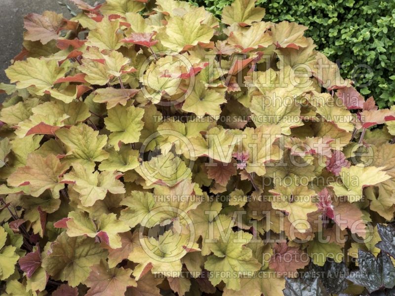 Heuchera Caramel (Coral Bells) 5 