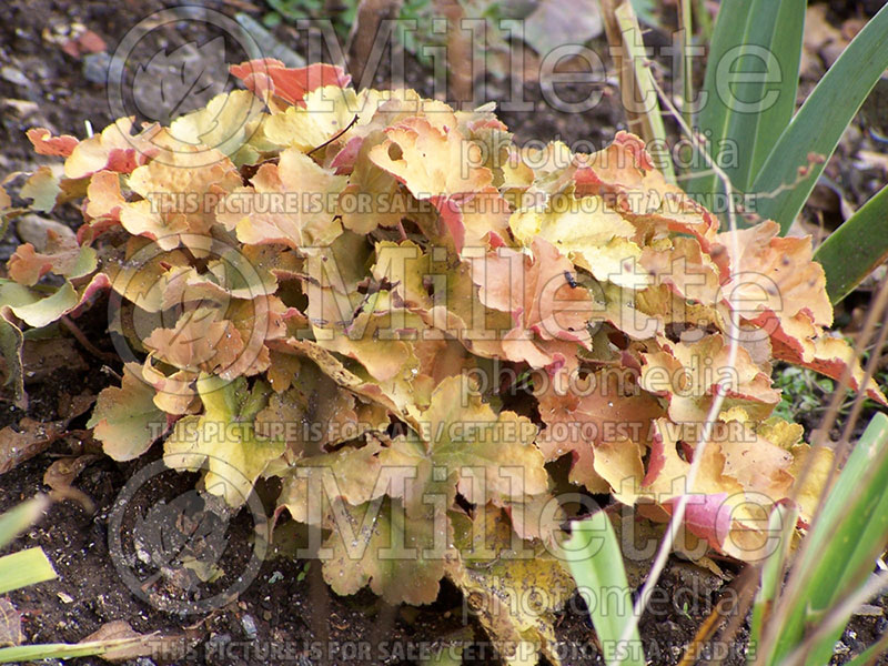 Heuchera Caramel (Coral Bells) 2 