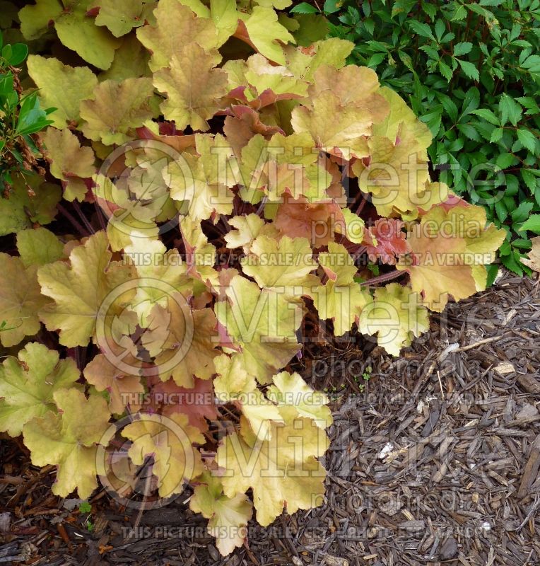 Heuchera Caramel (Coral Bells) 3 