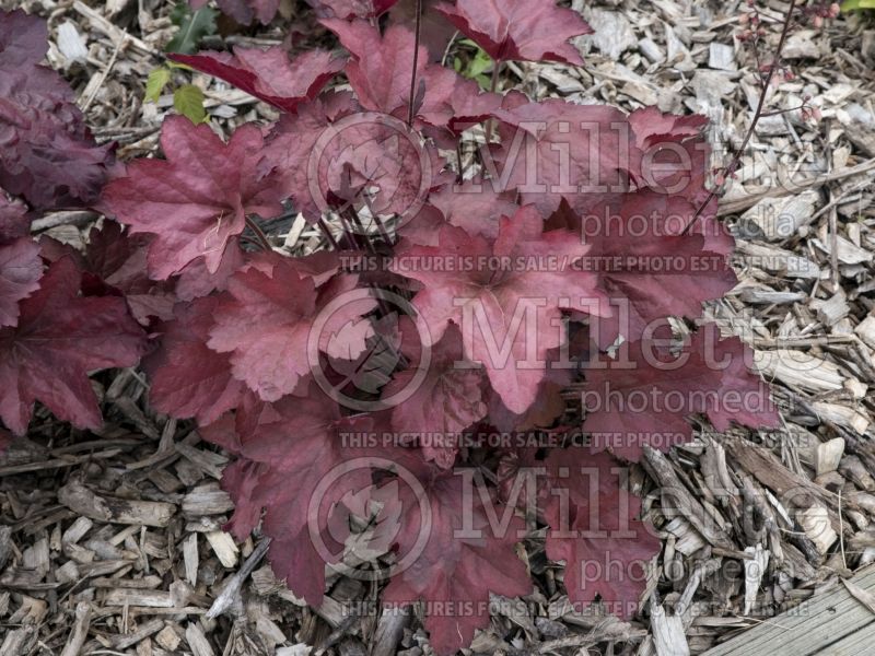 Heuchera Carnival Candy Apple (Coral Bells) 2 