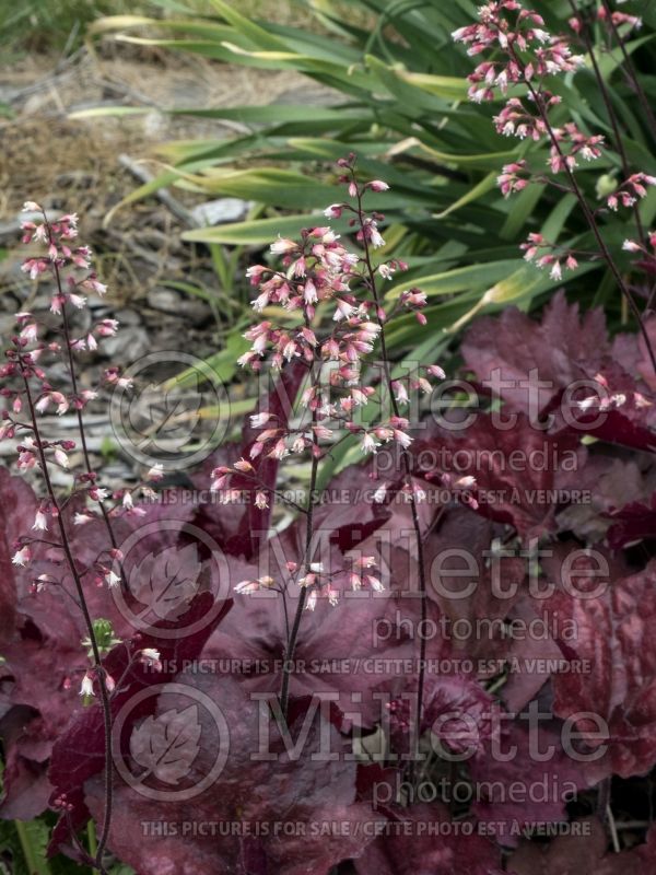 Heuchera Carnival Candy Apple (Coral Bells) 4 