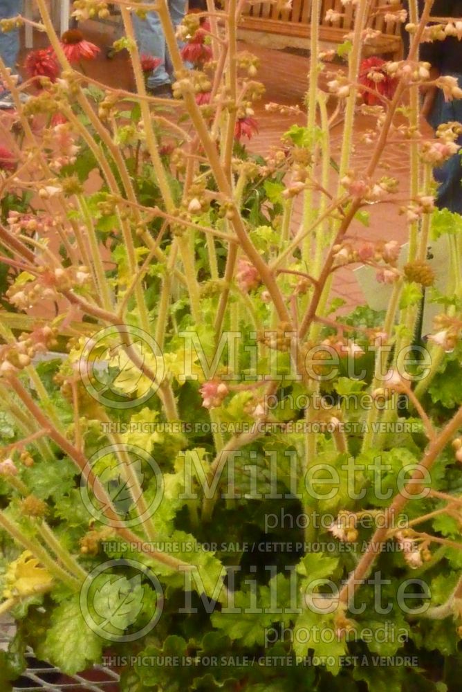 Heuchera Carnival Limeade (Coral Bells) 2 