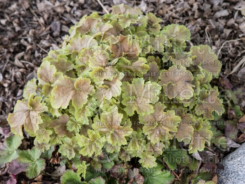 Heuchera Miracle (Coral Bells) 3