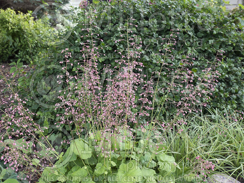 Heuchera Miracle (Coral Bells) 2