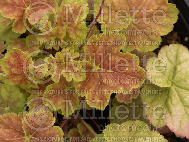 Heuchera Miracle (Coral Bells) 1