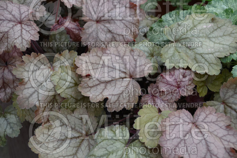 Heuchera Vulcano (Coral Bells) 1 