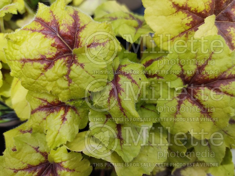 Heucherella Catching Fire (Foamy Bells) 1 