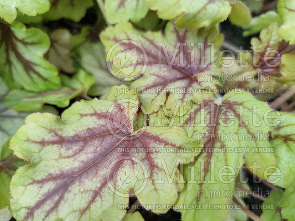 Heucherella Fun and Games Eye Spy (Foamy bells) 3