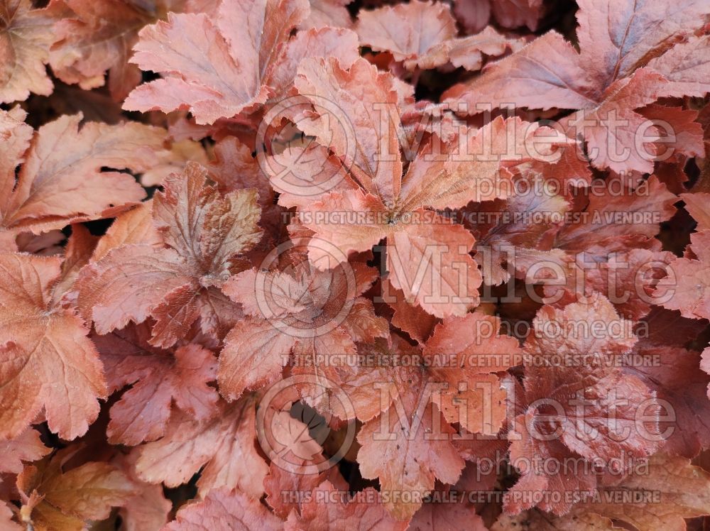 Heucherella Hopscotch (Foamy Bells) 2 