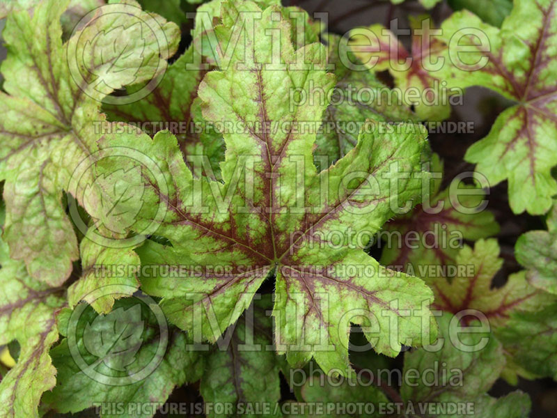 Heucherella Alabama Sunrise (Foamy Bells) 1