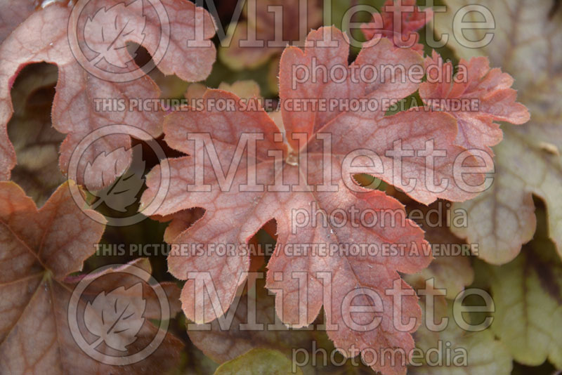 Heucherella Autumn Cascade (Foamy bells) 2