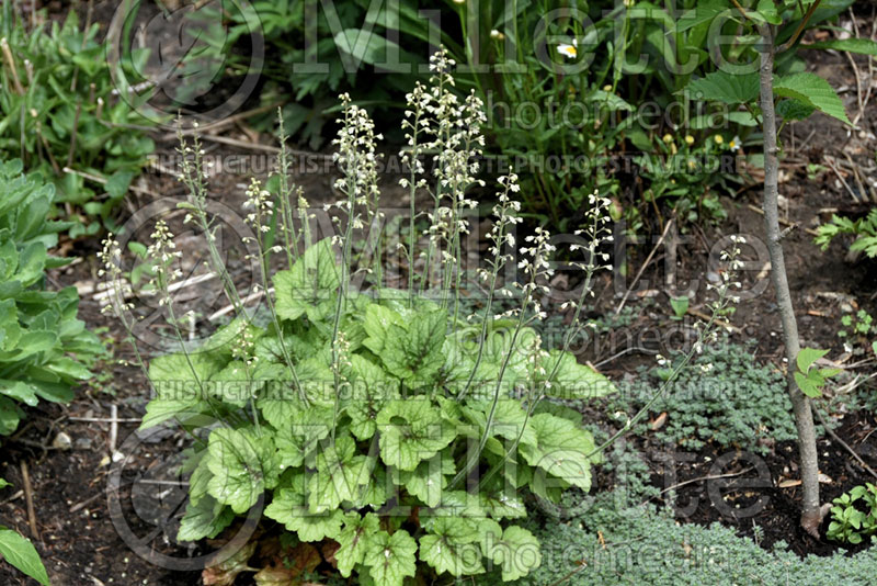 Heucherella Blue Ridge (Foamy Bells) 2 