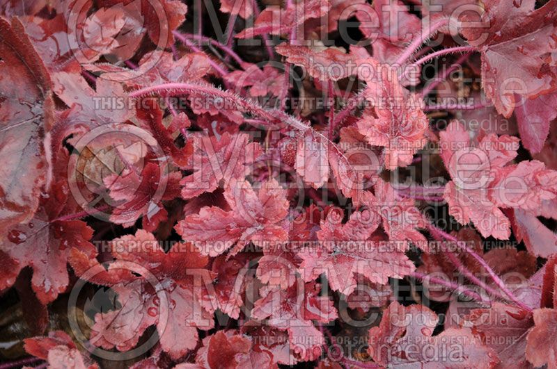 Heucherella Brass Lantern (Foamy Bells)  3