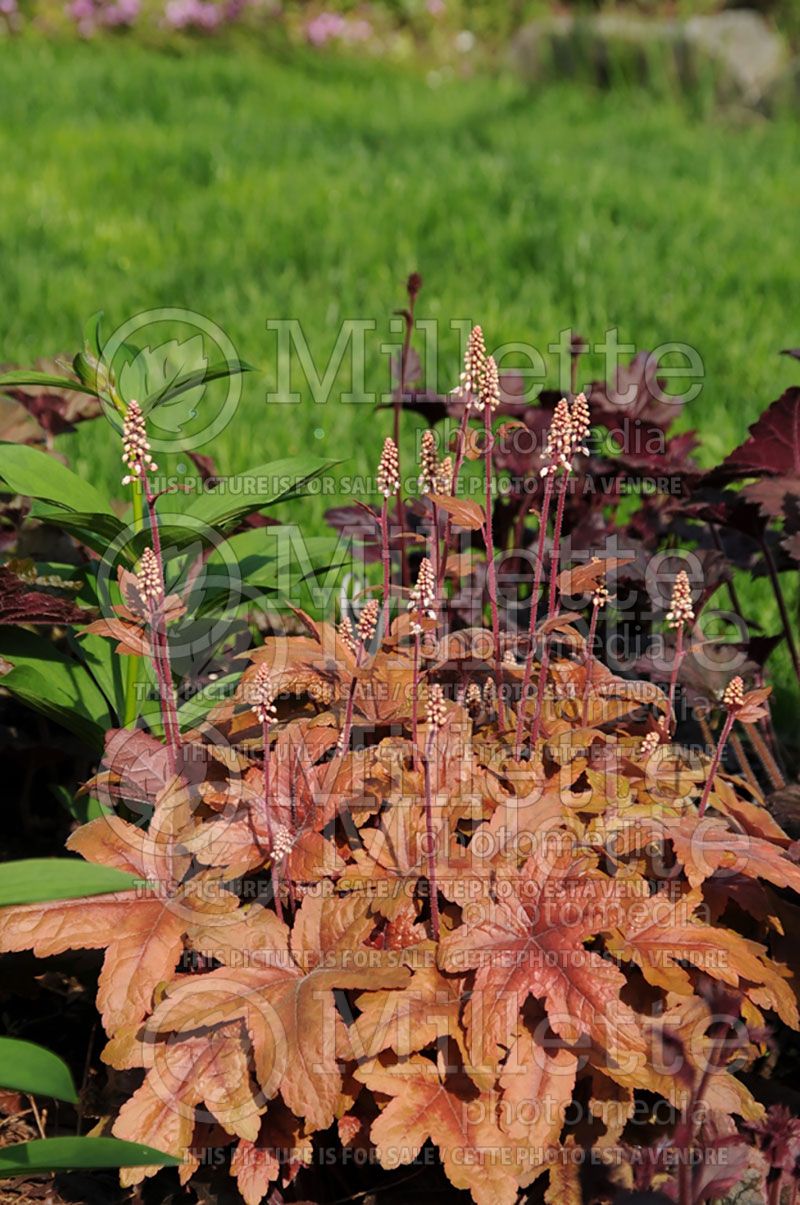 Heucherella Brass Lantern (Foamy Bells) 4