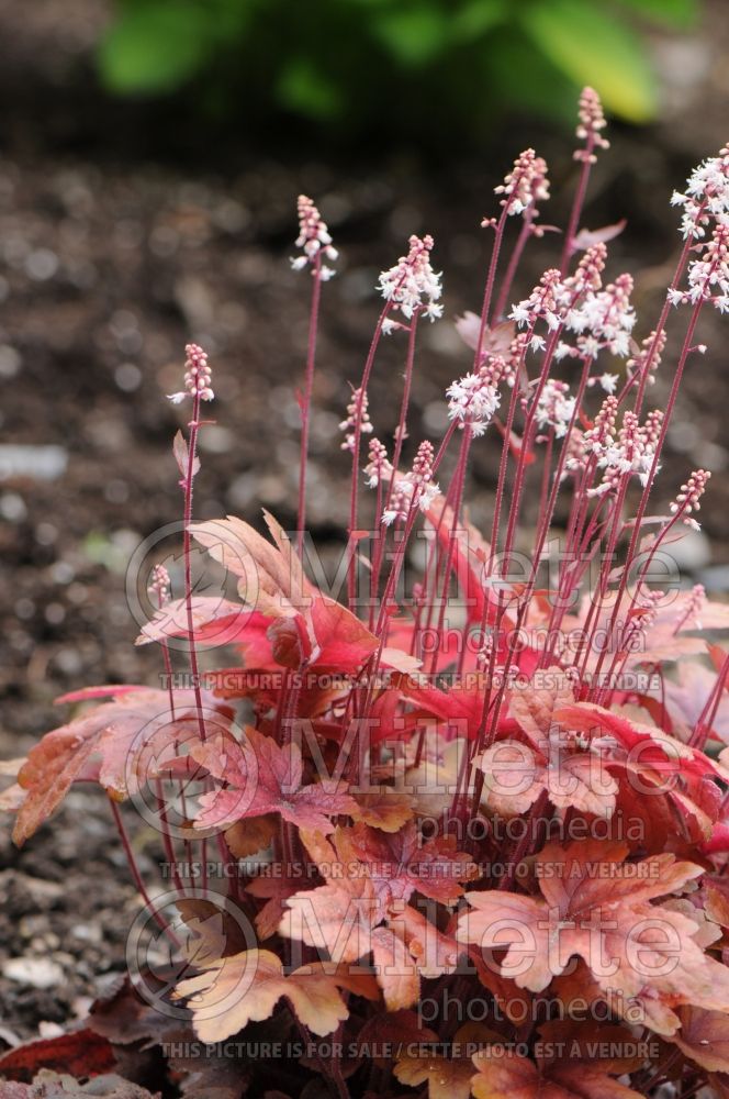 Heucherella Brass Lantern (Foamy Bells)  2