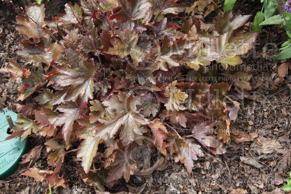 Heucherella Burnished Bronze (Coral Bells) 1 