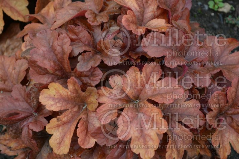 Heucherella Buttered Rum (Foamy Bells) 3 