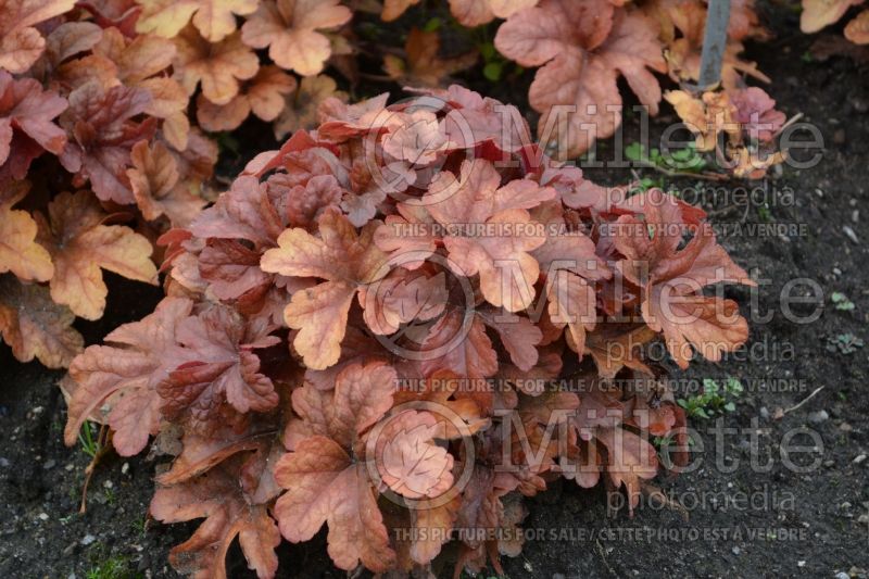 Heucherella Buttered Rum (Foamy Bells) 4 