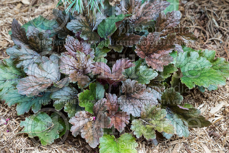 Heucherella Chocolate Lace (Foamy bells) 1