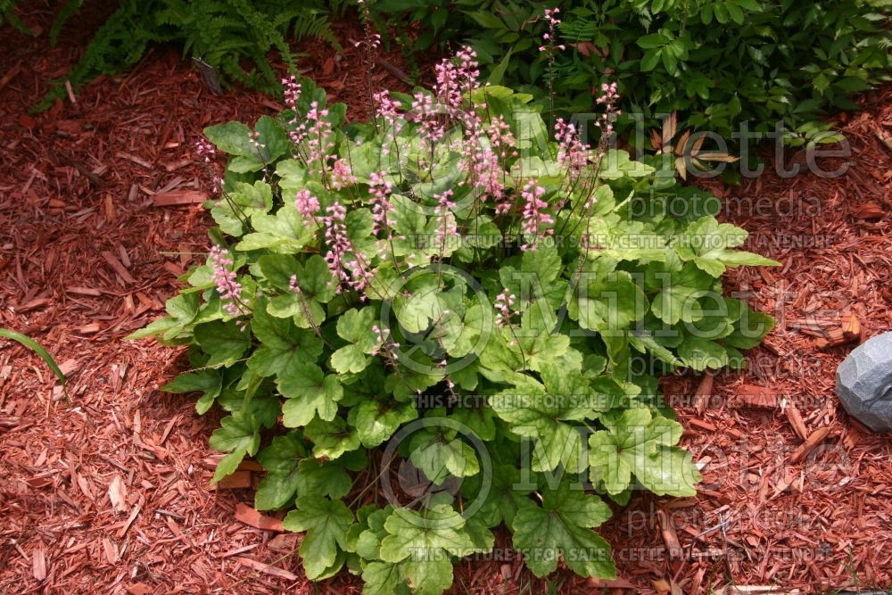 Heucherella Dayglow Pink (Coral Bells) 2