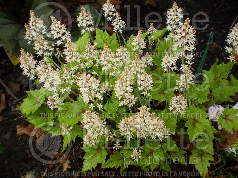 Heucherella Dayglow Pink (Foamy Bells) 1