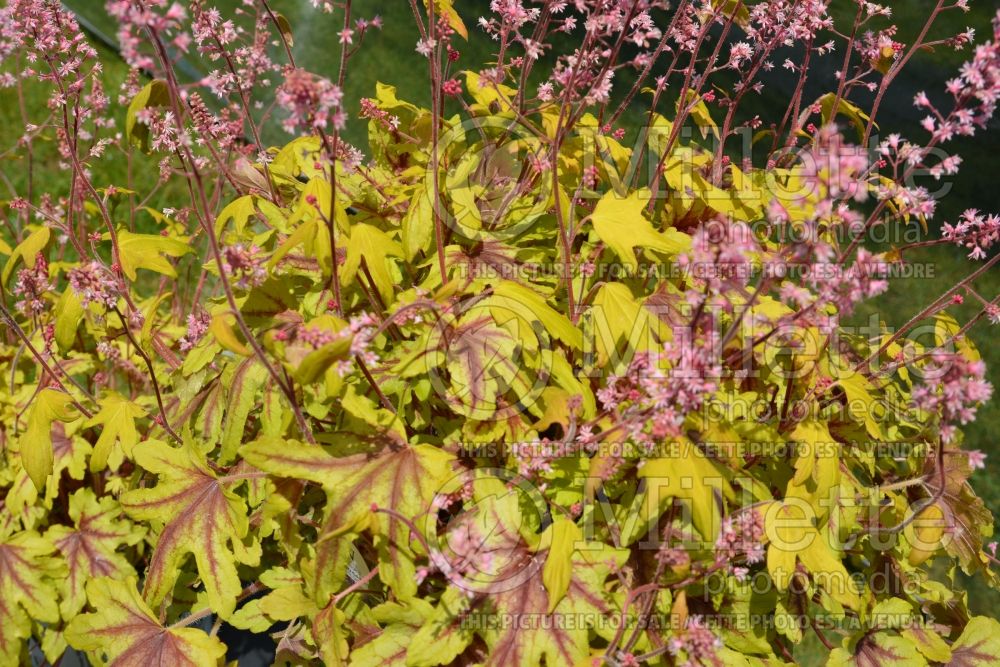 Heucherella Fun and Games Eye Spy (Foamy bells) 1