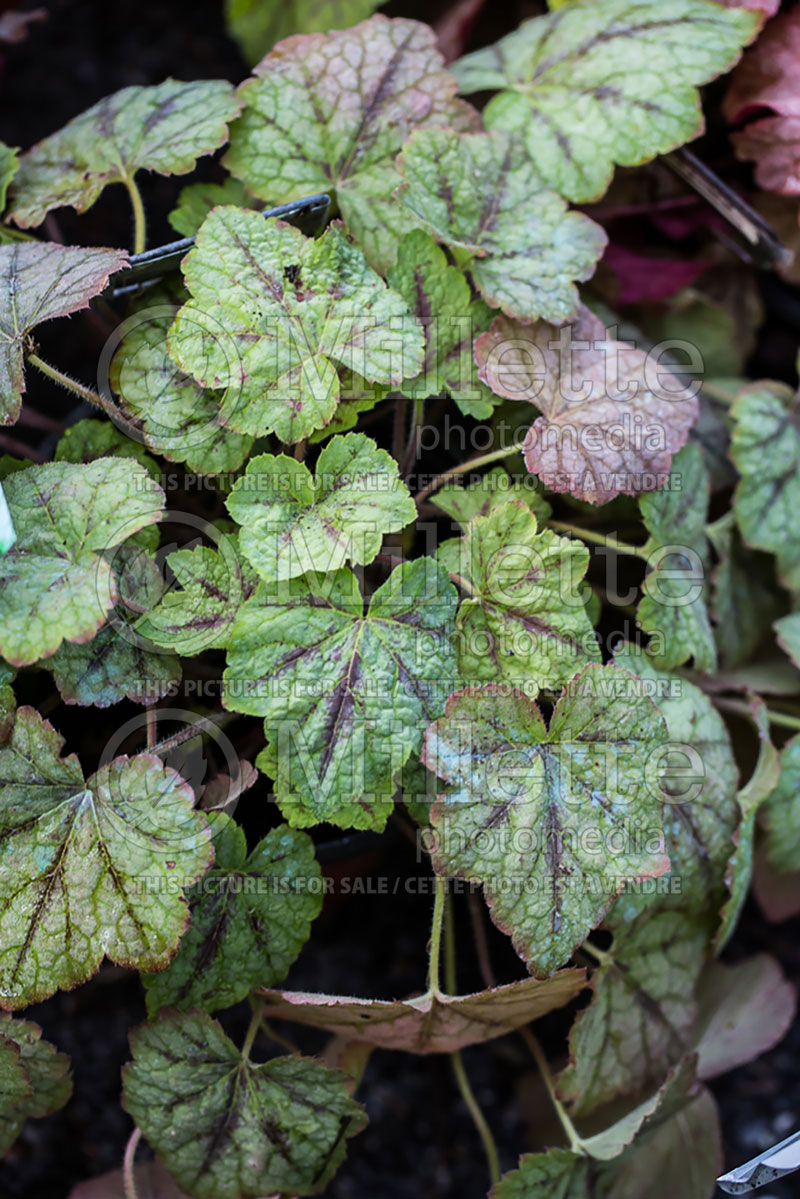 Heucherella Glacier Falls (Coral Bells) 1