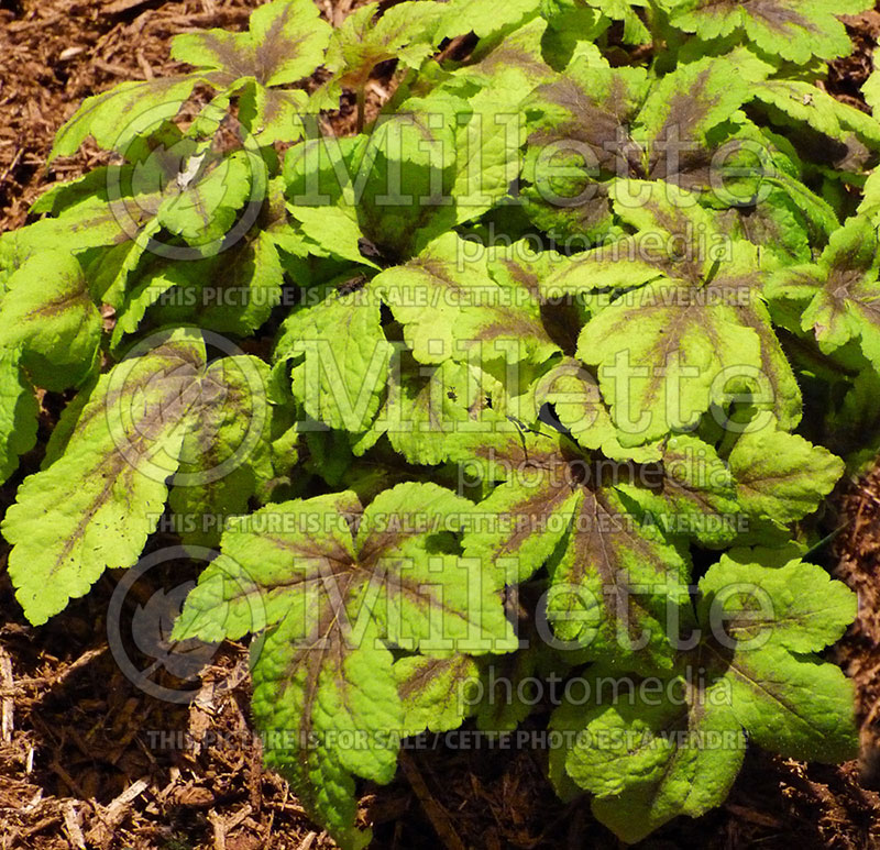 Heucherella Gold Zebra (Foamy bells) 1