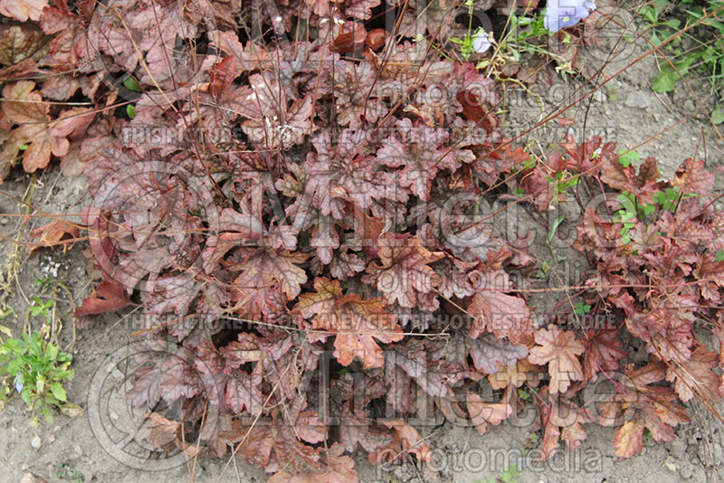 Heucherella Gunsmoke (Foamy Bells)  3