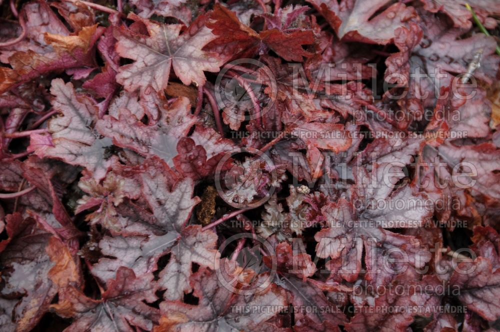 Heucherella Gunsmoke (Foamy Bells)  2