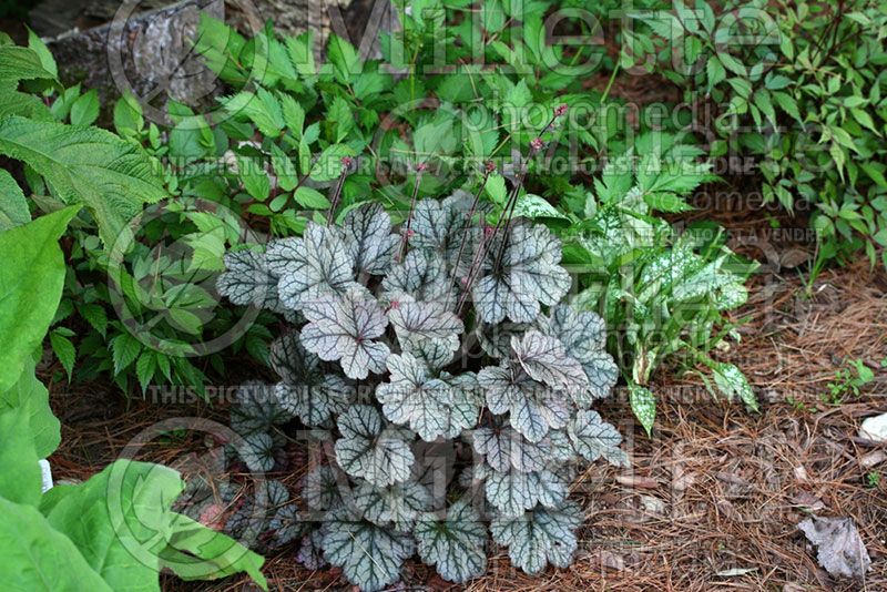 Heucherella Heart of Darkness (Foamy Bells)   1