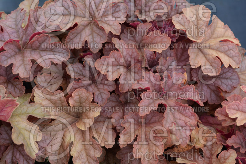 Heucherella Honey Rose (Foamy Bells) 1 