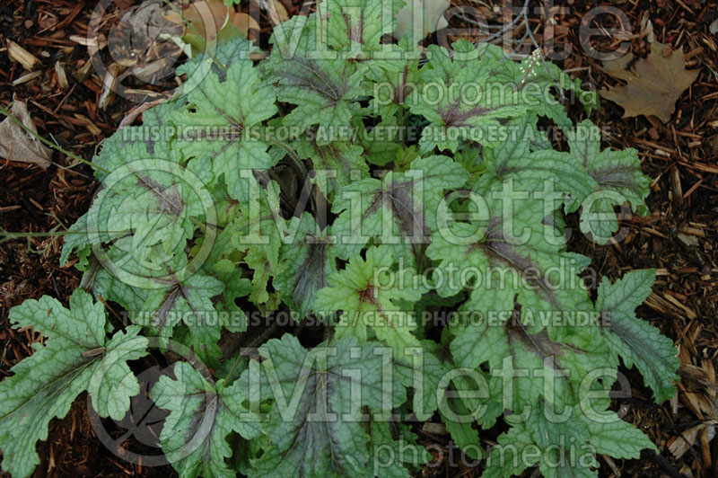 Heucherella Kimono (Coral Bells) 2