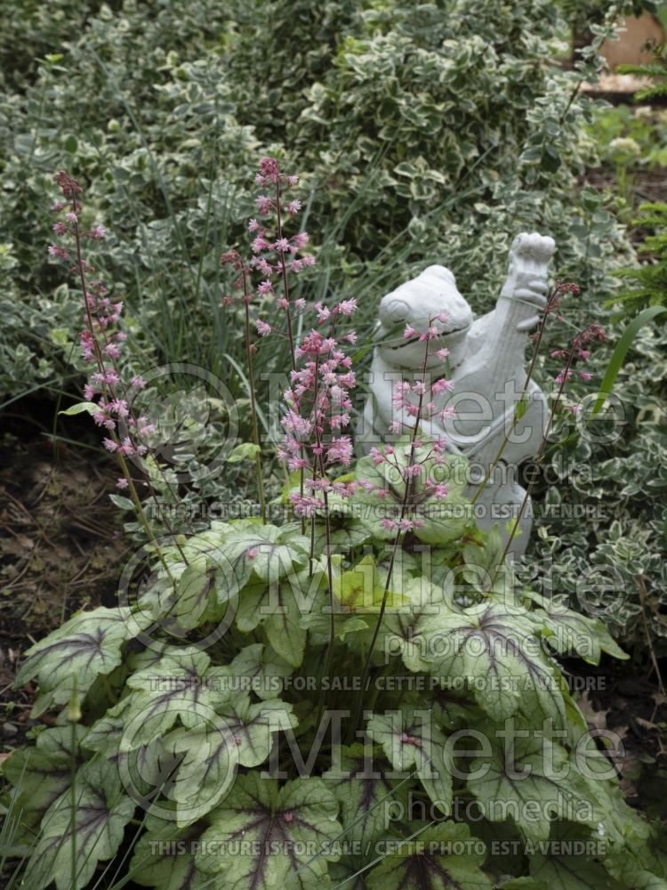 Heucherella Pink Fizz (Foamy bells) 3