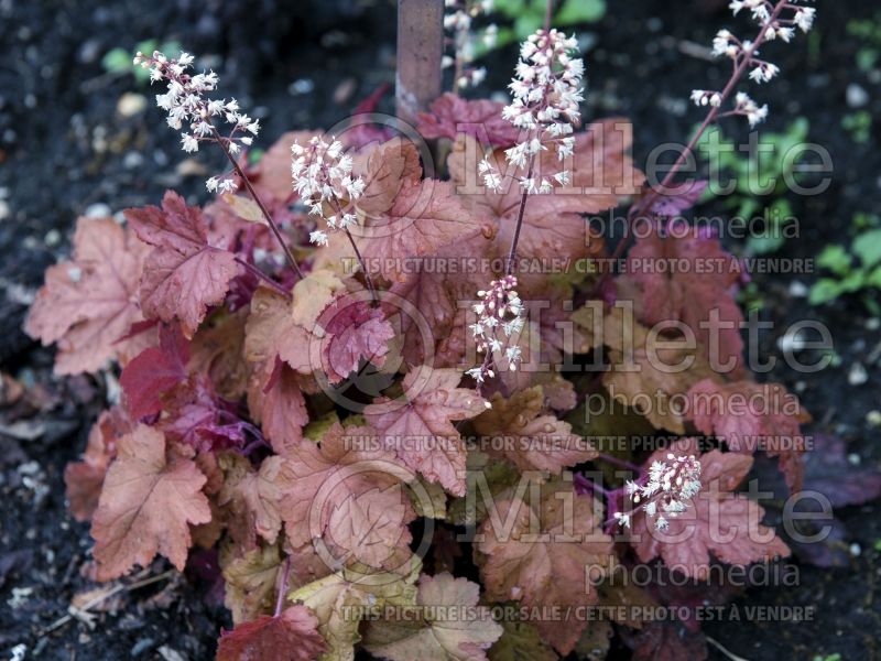 Heucherella Redstone Falls (Foamy bells) 3