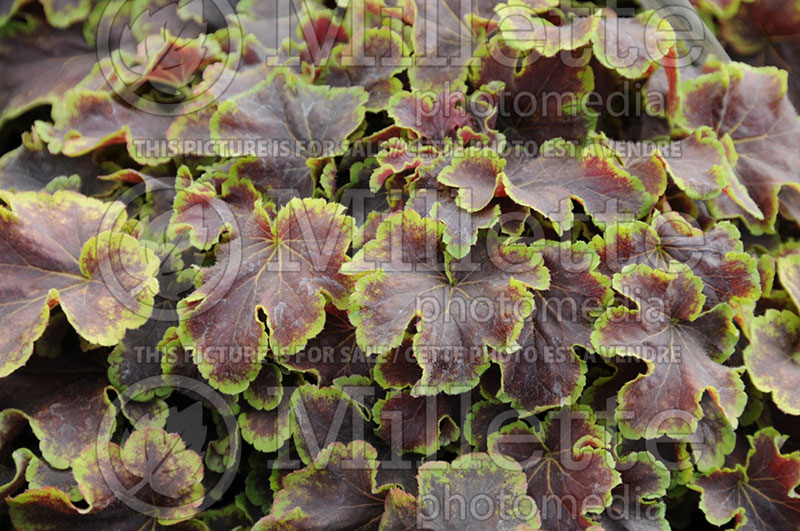 Heucherella Solar Eclipse (Foamy bells) 2