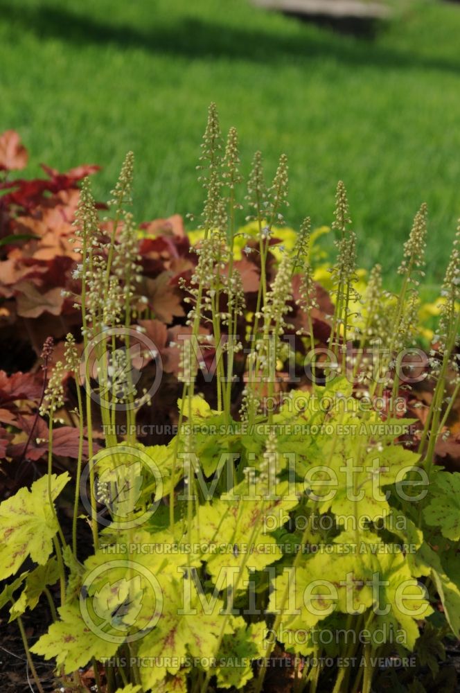 Heucherella Solar Power (Foamy Bells) 1