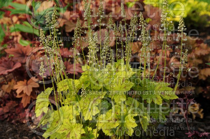 Heucherella Solar Power (Foamy Bells) 2