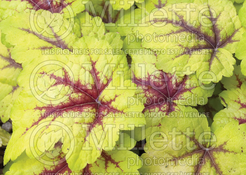 Heucherella Stoplight (Foamy Bells) 7