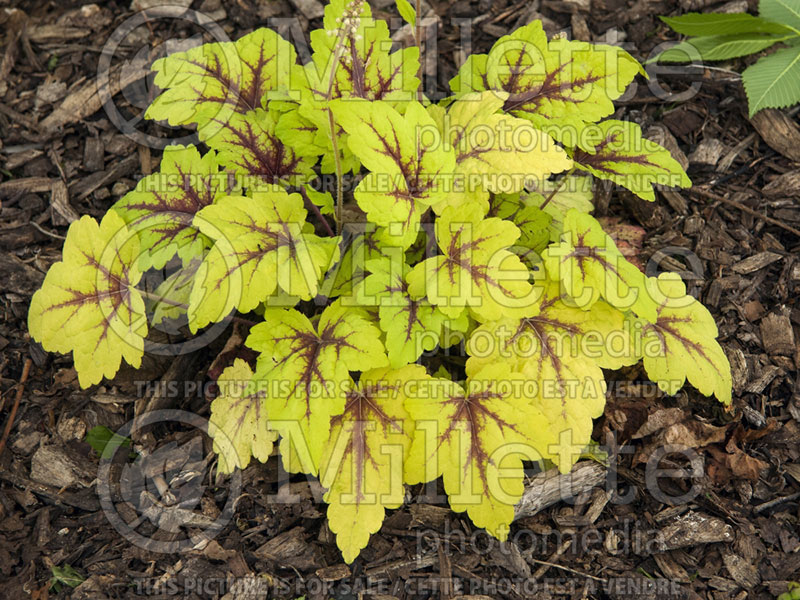 Heucherella Stoplight (Foamy Bells) 4